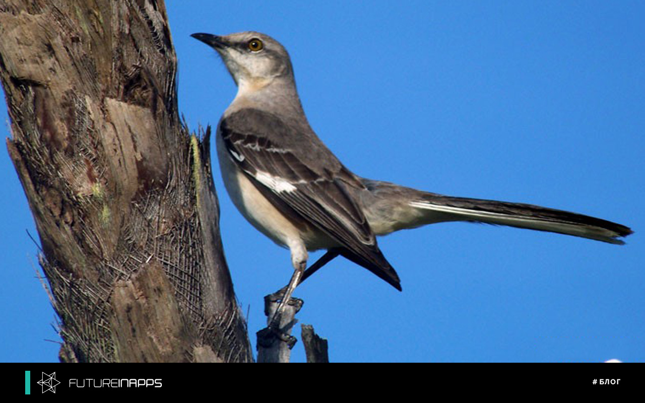 Новый инструмент Insights от Twitter показывает лучшее время для публикации твитов